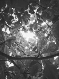 Close-up of silhouette tree against sky