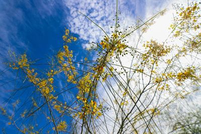 Low angle view of flowering plants against blue sky