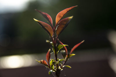 Close-up of flowering plant