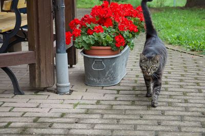 High angle view of cat by potted plants