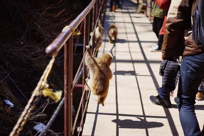 Monkey on bridge by people at yellowstone national park on sunny day