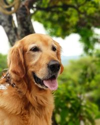 Close-up portrait of a dog looking away