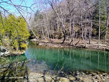 Scenic view of lake in forest