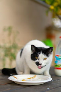 Cat sitting on table