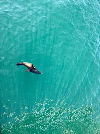 High angle view of aquatic mammal swimming in sea