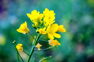 Close-up of yellow flowering plant