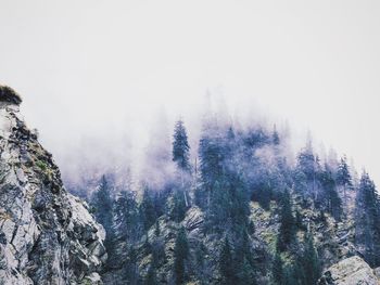 Trees on snow covered landscape