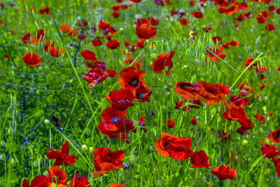 Close-up of red poppy flowers growing on field