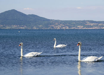 Swan in sea against mountains