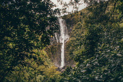 Scenic view of waterfall in forest