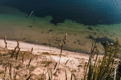 High angle view of plants on beach