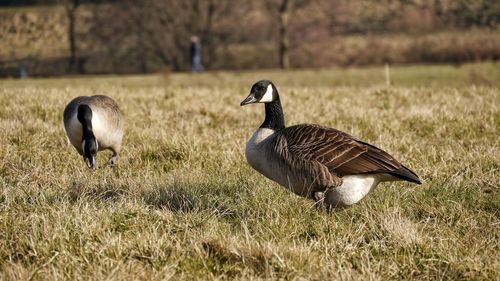 Canadian geese geazing on field