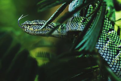 Close-up of a female pit viper