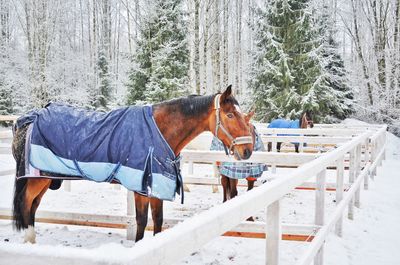 Horse standing in ranch against snow covered field