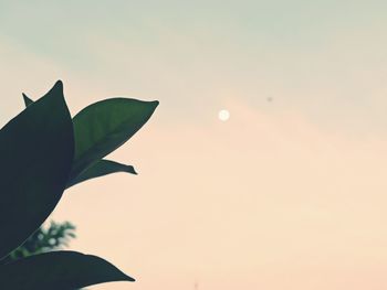Close-up of silhouette plant against sky during sunset