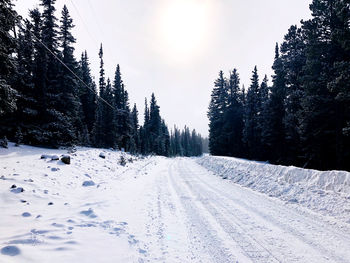 Snow covered plants and trees against sky