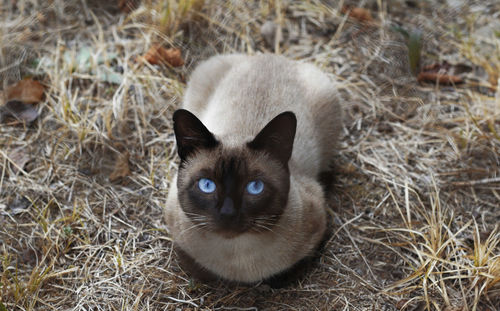 Portrait of cat sitting on grass