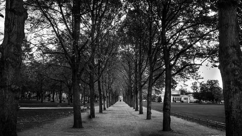 Footpath amidst trees in park