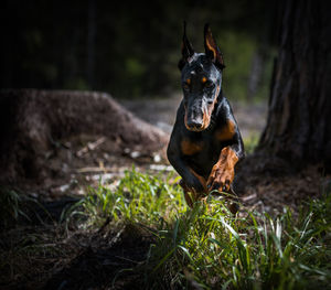 Portrait of dog on field