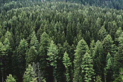 View of pine trees in forest