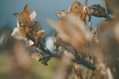 Close-up of dried plant