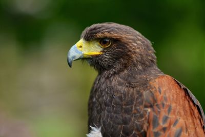 Close-up of eagle