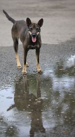 Portrait of dog in water