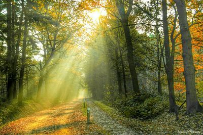 Road passing through forest