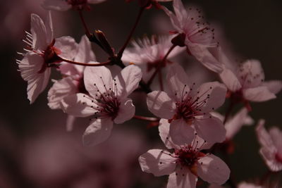 Close-up of pink cherry blossom