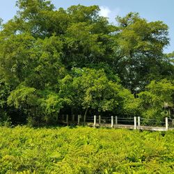 View of trees on plants