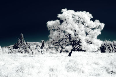snow