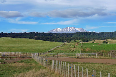 Scenic view of agricultural field against sky