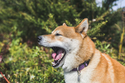 Close-up of dog looking away against plants