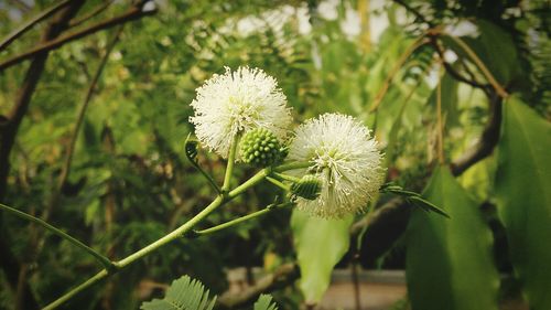 Close-up of flower blooming outdoors