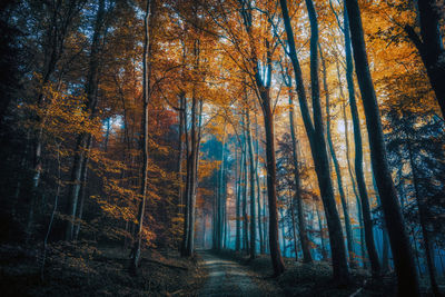 Trees in forest