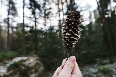 Close-up of hand holding pine cone