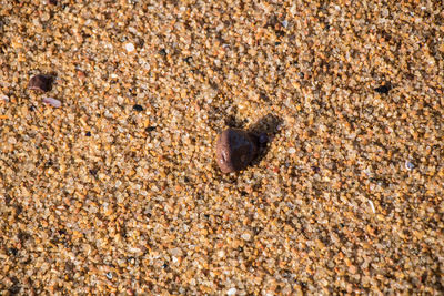 Close-up of lizard on sand at beach