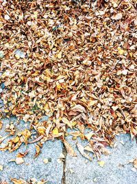 High angle view of dry leaves on ground