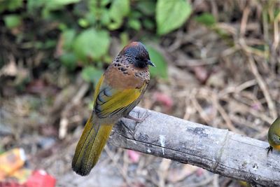 Close-up of bird perching on a branch