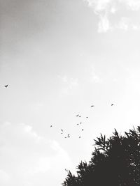 Low angle view of birds flying in sky