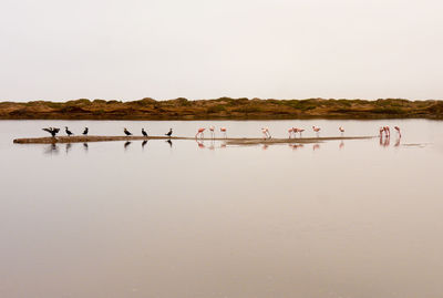 Birds in lake against clear sky