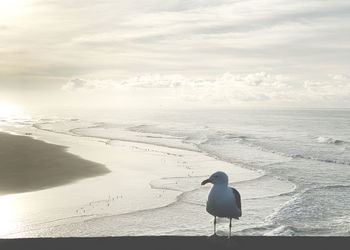 Seagull on beach