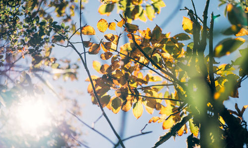 Low angle view of maple tree against sky