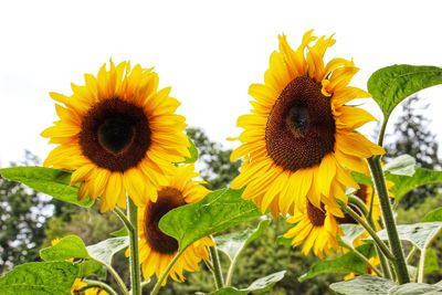 Close-up of sunflower