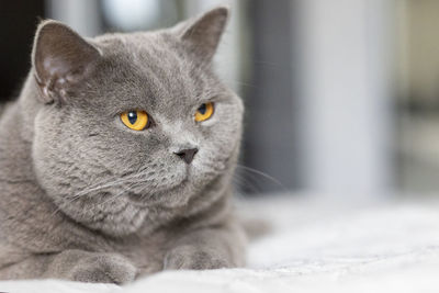 Portrait of lying gray cat with orange eyes close-up. british blue shorthair cat. selective focus.