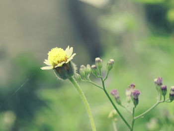 Close-up of flowering plant