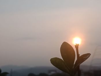 Close-up of silhouette plant against sky during sunset