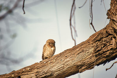 Low angle view of spotted owlet in a national park