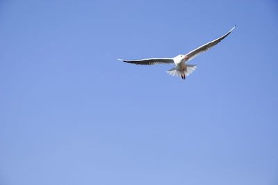 Low angle view of bird flying against clear blue sky