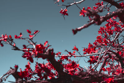 Low angle view of moon over cherry blossom